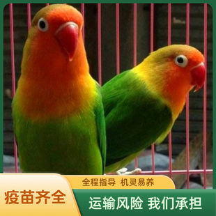 ĵ���W�^ĵ���\�B�W�^���w����С�B���B�W�fԒ�����B�����B�W�^�B