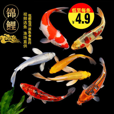 Koi Ornamental fish Cold water Goldfish Fish Small fish Living creatures Pets wholesale Freshwater fish