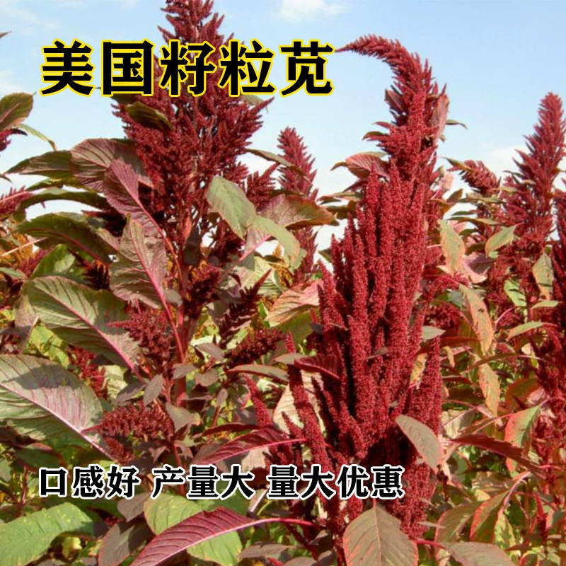 Американский Зерновой Амарант Семена Выпас Черный Тысяча Спайк Долина Кормовое Семя Курица Утка Гусь Птица Предпочитает Амарант