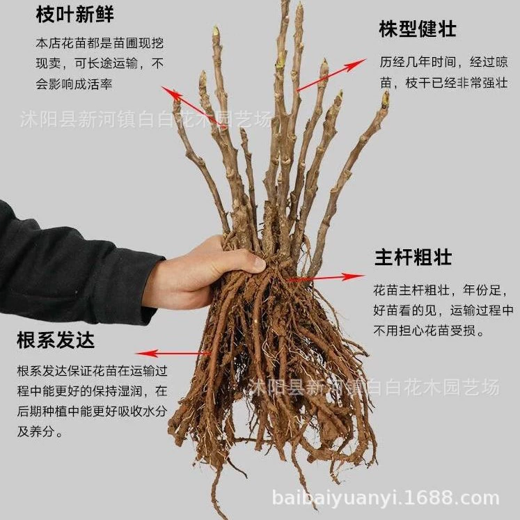 Саженцы пиона в горшках, заземленные цветочные растения, морозостойкие и легко-регуличные цветы, зеленые растения с сильным ароматом, пион с белыми цветами, 3-точечные саженцы 1