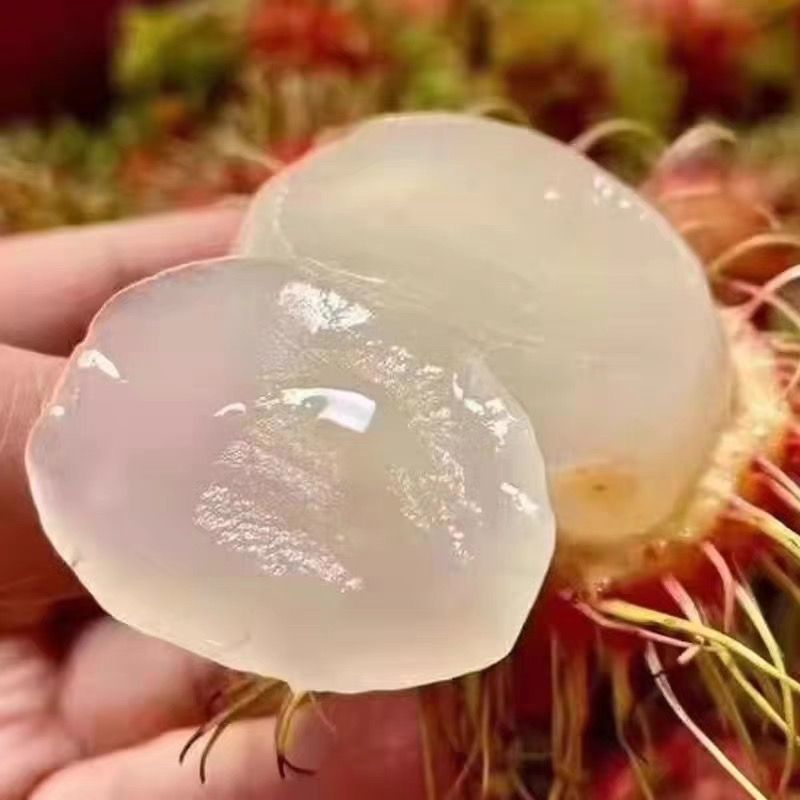 整箱包邮新鲜红毛丹进口山荔枝毛荔枝树上熟毛丹应季热带水果
