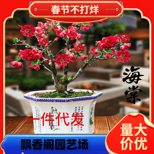 һ�����l�ذ��L�۹ں��Ļ����辰�҃����^���ļ����ܺ�������ֲ��