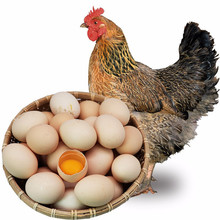 四川本地高原藏雞蛋新鮮農家散養放養四川成都農產品批發草雞蛋