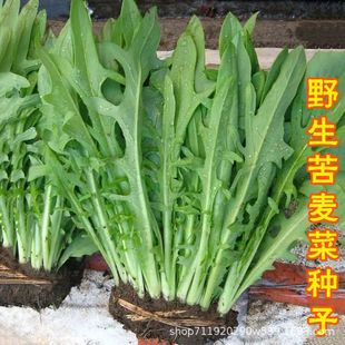 ���{�˷N�� �B�Z���ݷN���u���~�i�Z�������Z�˷N���O�˴����＾