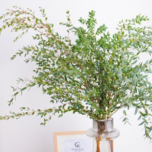 Fine-Leafed Eucalyptus Flowers from Kunming, Yunnan, Straight Hair with Grass and Flowers, with Green Leaves and Green Plants, Water-Raised Cut Flowers, Fresh Flowers