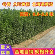 ����������~�S�����ͥԺ�h�ʠ��ļ����ඬ���籱��������