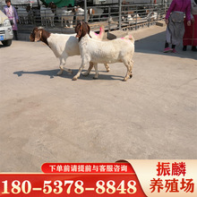 山東種羊養殖場波爾山羊羊羔多少錢一只江西波爾山羊公羊