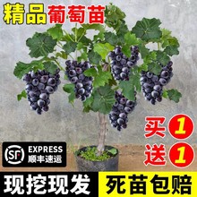 јmꖹõ޷ϱͺ{ݮļNֲԺ