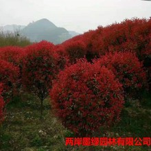 �t�~ʯ��� �е�С�^�G�� �t���^ľ ���~�S�� ��ͩ ���׶���