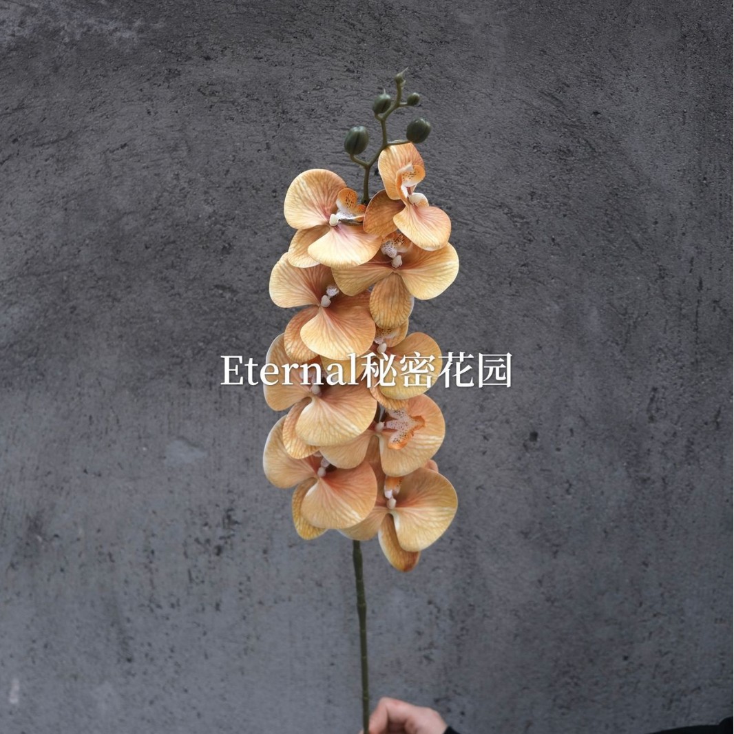 3d9-head phalaenopsis light orange