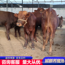 ��ľٝţţ��  �����ݸ��������Sţ��ţ�� �BֳЧ�����