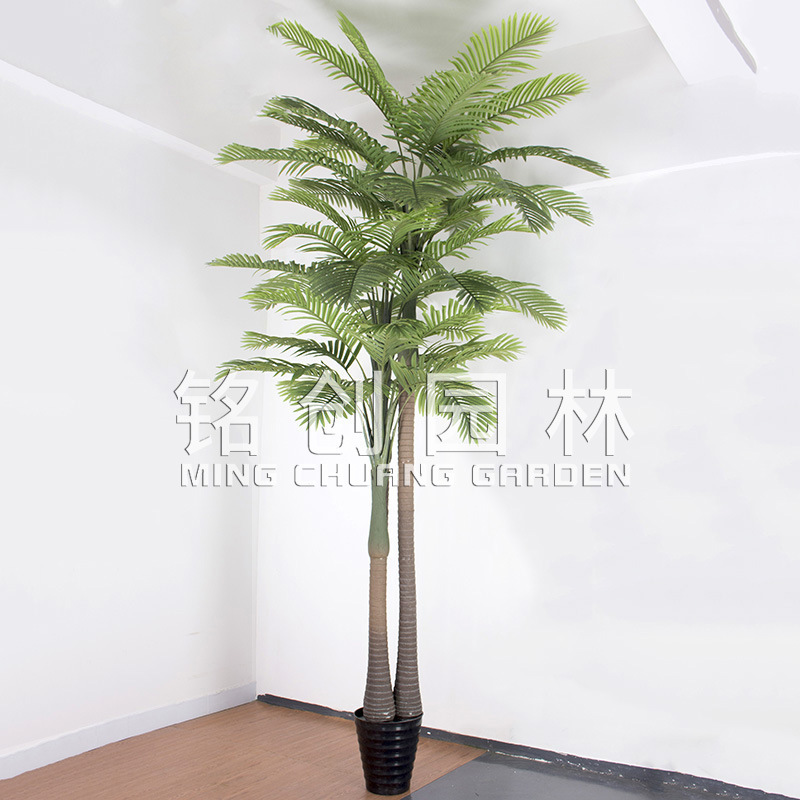 4 M 2 polos árbol de nuez de betel