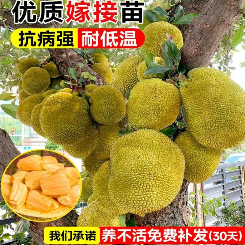 菠萝蜜树苗嫁接泰国红肉四季榴莲蜜黄肉菠萝蜜木菠萝南方北方种植