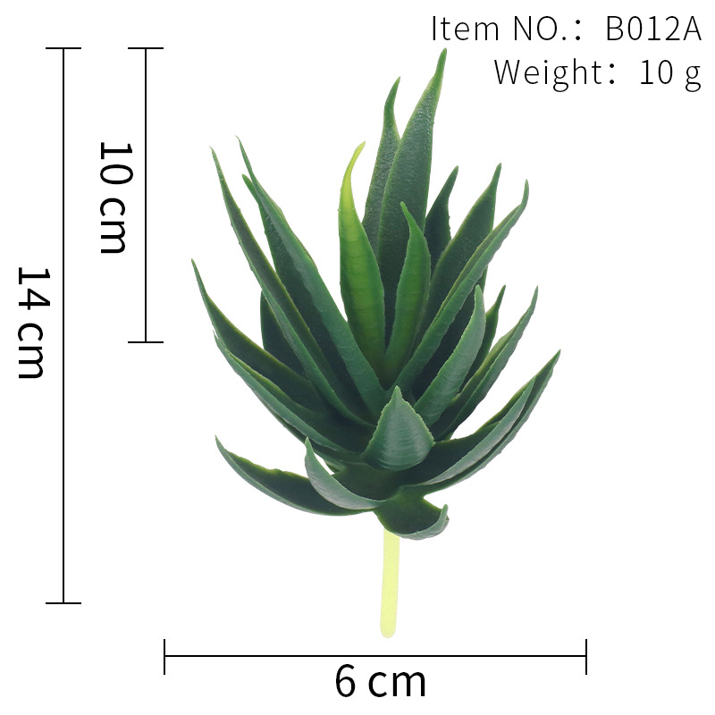 B012A 독수리 발톱 알로에 베라