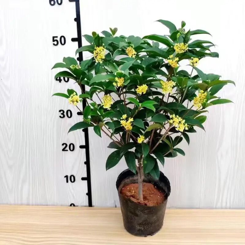 Four-Season Osmanthus Saplings, Cold-Resistant Florals, Balcony Golden Osmanthus Potted Plants, Courtyard Old Piles, Strong-Scented Florals with Long Flowering Period Four-Season Osmanthus Saplings, Cold-Resistant Florals, Balcony Golden Osmanthus Potted Plants, Courtyard Old Piles, Strong-Scented Florals with Long Flowering Period