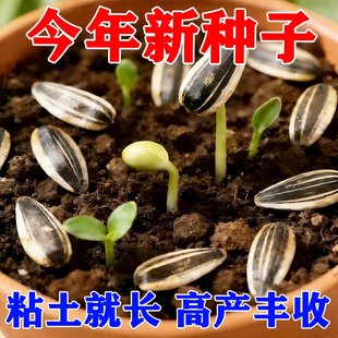 ����ʳ�����տ��N�� �����ļ�������� �����߲˿����Ѹ߮a�ͺ���