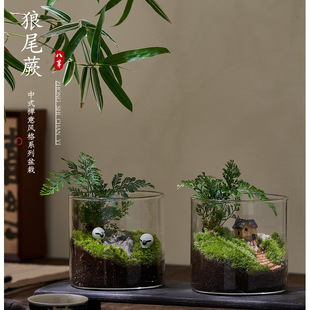 Fun and Fresh Moss Miniature Landscape Creative Indoor Desktop Ecological Green Plant Potted Bonsai Easy to Maintain Plants for Lazy People