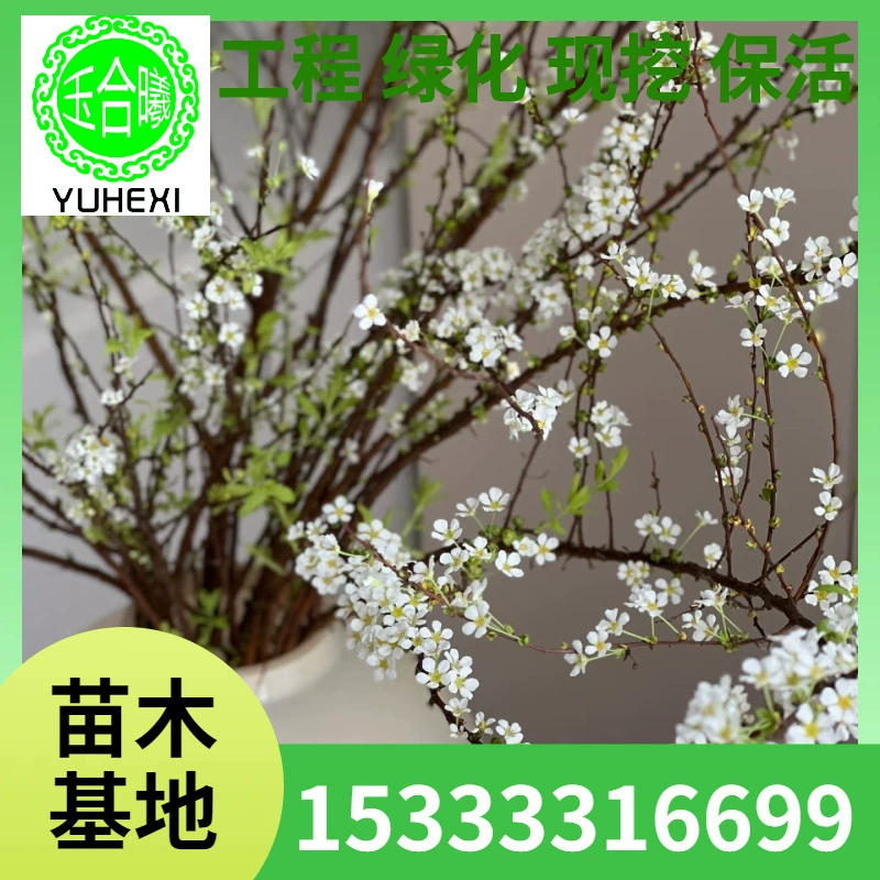 Снежная ива, ветки ивы дракона, ива, сушеные ветки снежной ивы, свежие ветки снежной ивы, оптом от торговцев, гидропонные растения.