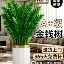 金钱树盆栽客厅大花盆办公室绿植大型植物开业送礼摆件公司前台花