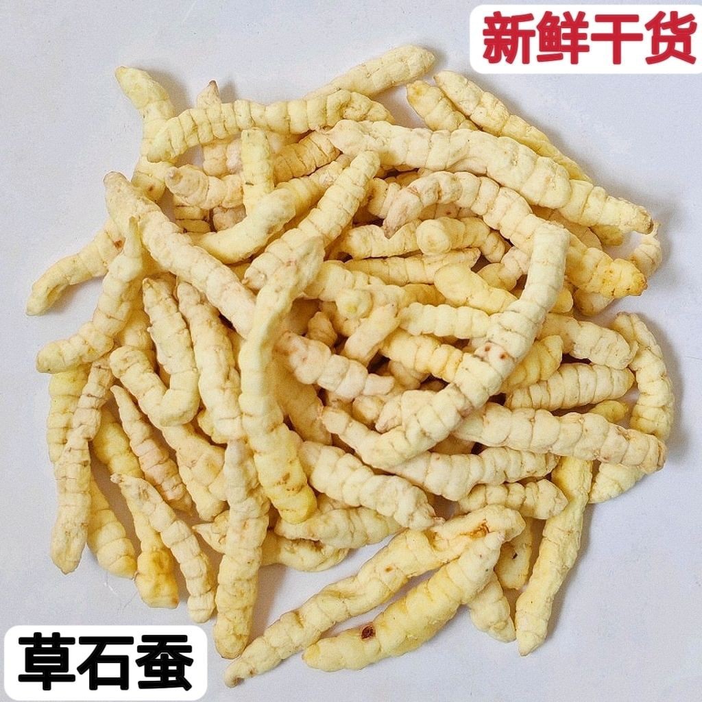 批发现货 草石蚕 地蚕 土冬虫夏草 中药材  包邮