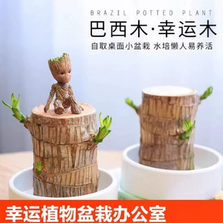 巴西木水培盆栽植物 室内幸运木盆栽水养办公桌面绿植 格鲁特