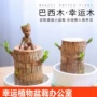 桌面办公盆栽水培巴西木