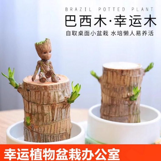 巴西木水培盆栽植物 室内幸运木盆栽水养办公桌面绿植 格鲁特