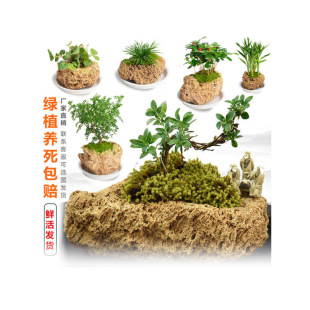 ��ˮʯ��ˮʯ�[��ԭʯ��ʯ��������΢���^̦�\��Ʒ����ֲ��С����