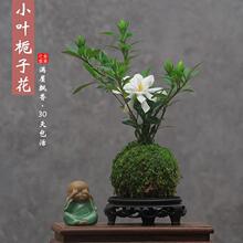 ̦�\��С�~�d�ӻ��辰�҃��k������������Gֲ����С�����ֲ̨��