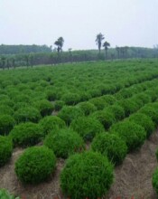 杭州萧山 龙柏球 精品球类 绿化批发价格 圃基地 小龙柏 大量供应