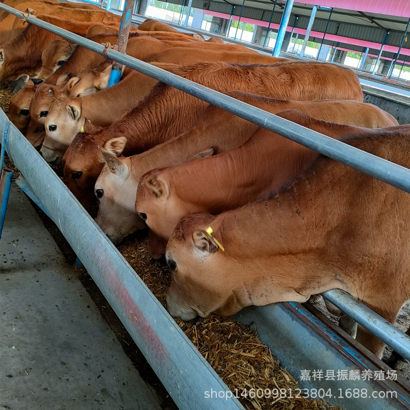 改良杂交肉牛 黄牛苗 牛苗 肉牛犊养殖场 种牛崽多少一头