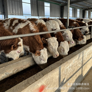 �������T����ţ������ţ�� ����ţ �����Sţ�Ј�