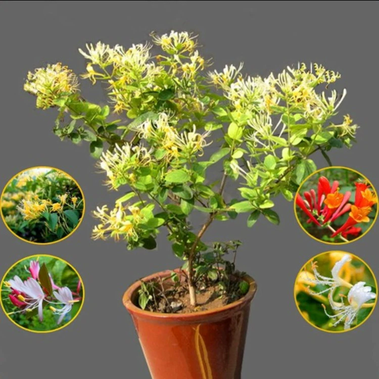 Восхождение на виноградную лозу Жимолость на балкон