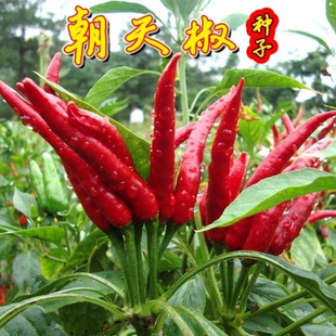 ���콷�N�ӳ���С�׽����������N���̨�����ļ����r���߲˷N��