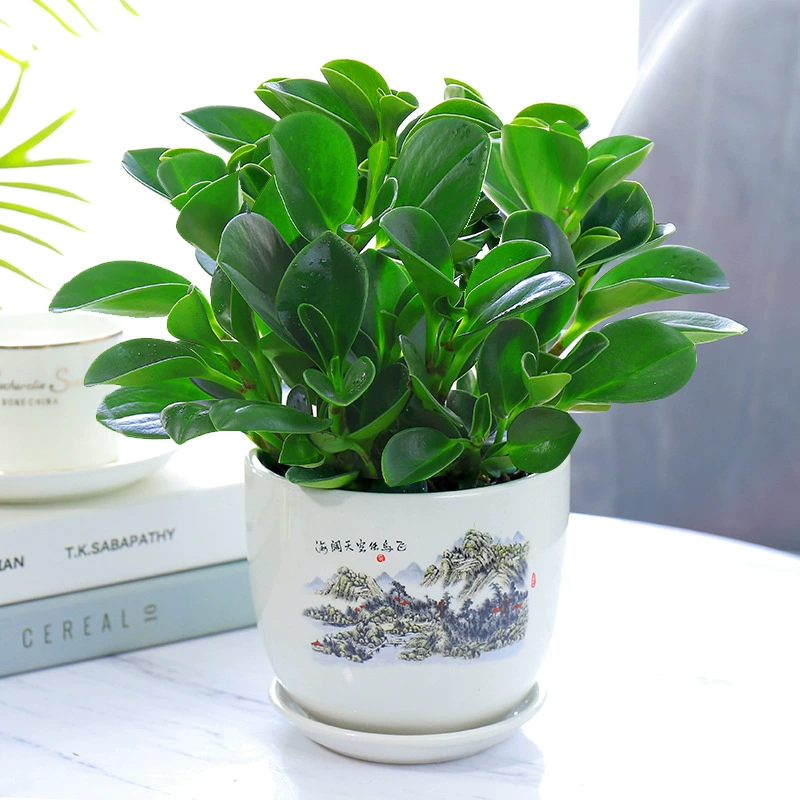 Зеленое суккулентное растение в горшке для всех сезонов, зеленое растение для рабочего стола в гостиной, нефритовый гидропонный цветок гардении.