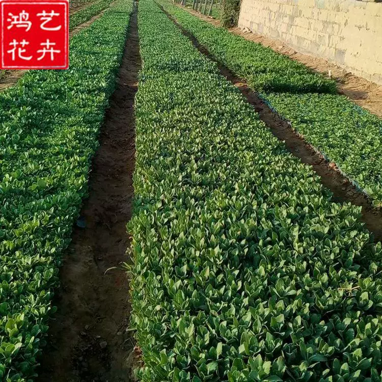 Саженцы седума «Бао Бао» из Цинчжоу, Шаньдун, база рассады, зеленолистный седум, питомник, оптовая скидка.