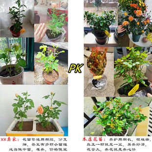 ���������׻��֭�̨�¼�΢���ļ������҃Ⱥ��Bõ�廨���������|