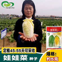 时田娃娃菜种子 早熟菜园农家小棵菜黄心小白菜种籽 四季菜园蔬菜