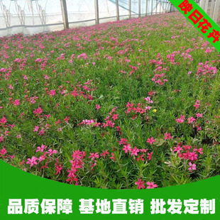 ����������֥�ь��û����޸����Լtɫ�����@���쾰�ļ��_���r�