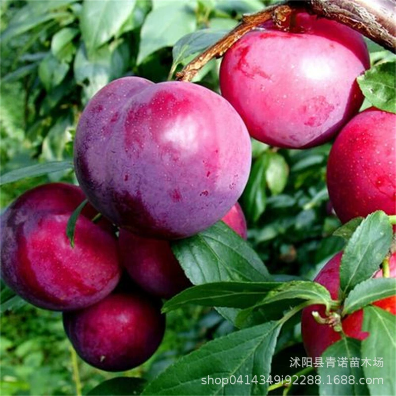 Продажа рассады фруктовых деревьев Привитые сорта рассады сливы Саженцы фруктовых деревьев Большая и маленькая цена Льготные