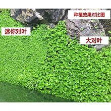 鱼缸水草种子 装饰牛毛水草种子大对叶种子幸运草种子 淡水真草泥