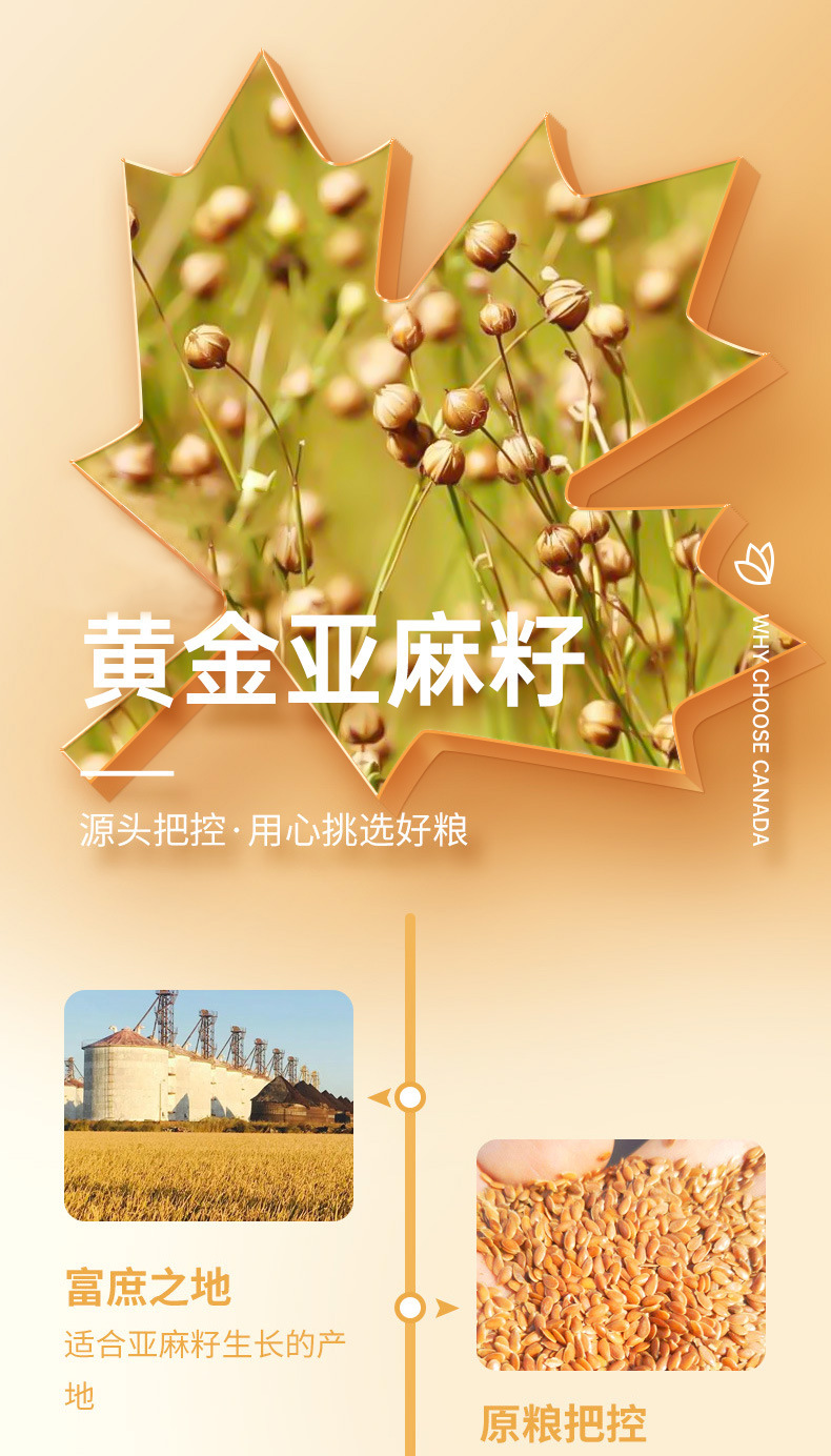 Golden Flaxseed Powder (Linum usitatissimum) — Low-Temperature Roasted, Freshly Ground key features