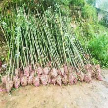 �L�����ļ�����ֲ��G������������e��ͥԺ�G���乤��С�~������