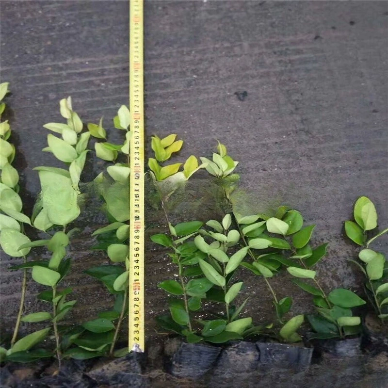 Оптовая Джин Сен Привет Маленький Меховой Мяч Джин Сен Привет Маленькая Чашка Рассада Большая Чашка Рассада Инженерная Рассада Цветной Блок Забор