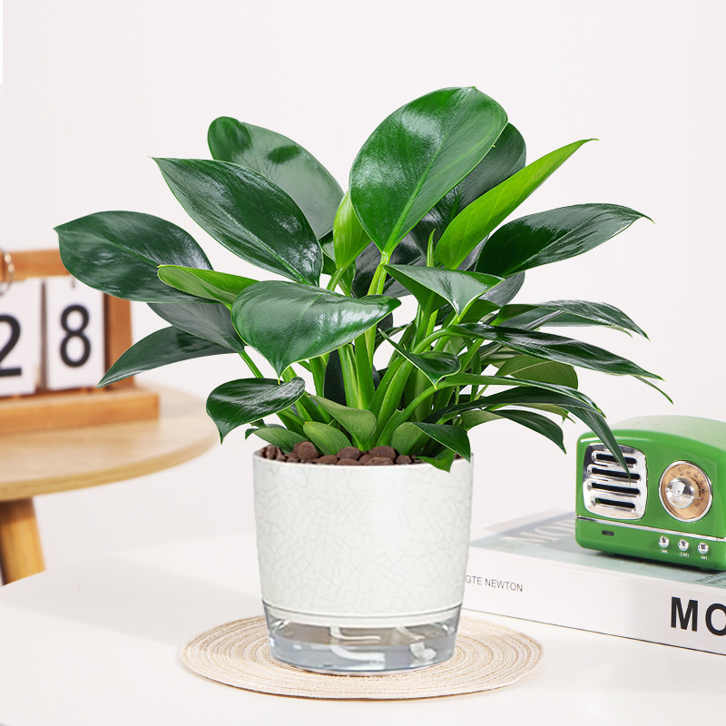 골든다이아몬드 25cm 3그루(얼음깨짐자흡분지) + 영양액