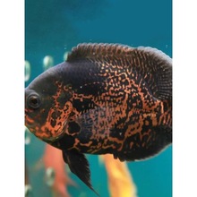 中大型热带地图鱼白地图黑地图淡水鱼活体猪仔鱼活体中下层鱼地图