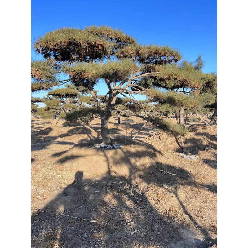 造型松行道树基地直供成活率高 造型黑松 景观松 迎客松 公园绿化
