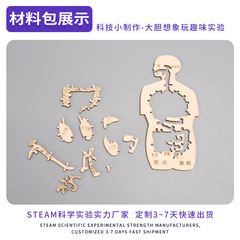 Sistema digestivo, madera, divertido, modelo cognitivo de órganos humanos, tecnología, pequeña producción, bricolaje hecho a mano, materiales caseros simples