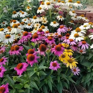 Colorful Echinacea Seeds Echinacea Cold-resistant Heat-resistant Flowers Garden Road Landscape Flower Sea Greening Flower Seeds