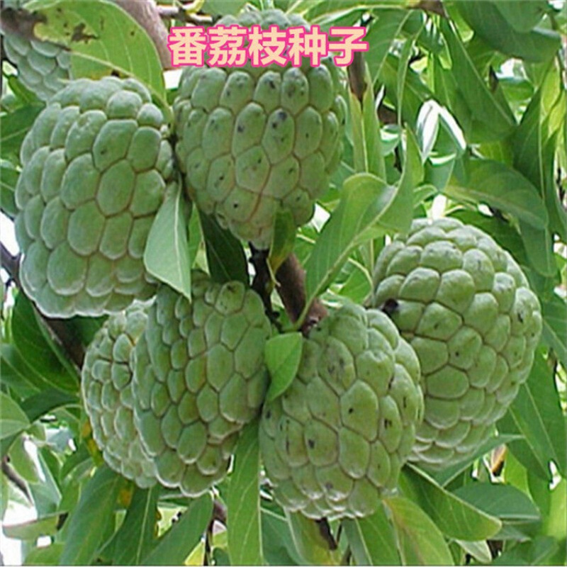 南方热带水果释迦种子 番荔枝种子 赖球果佛头果阳台庭院果树种子